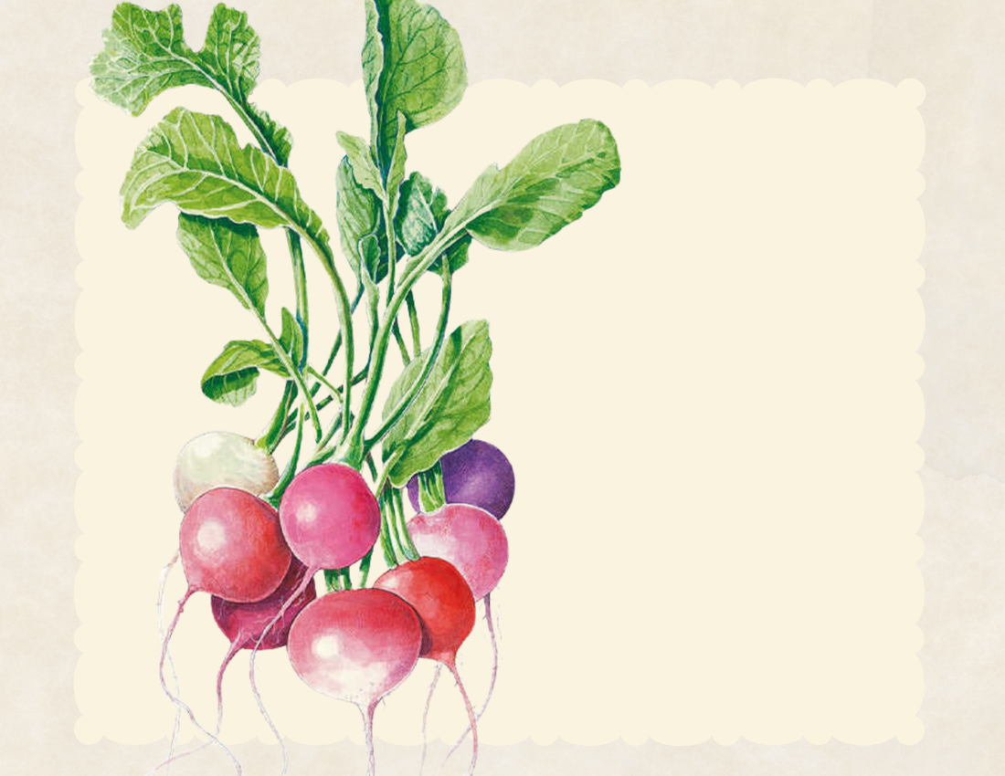 Bunch of easter egg blend radishes