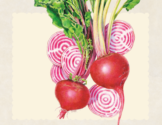 Bunch of Chioggia beets