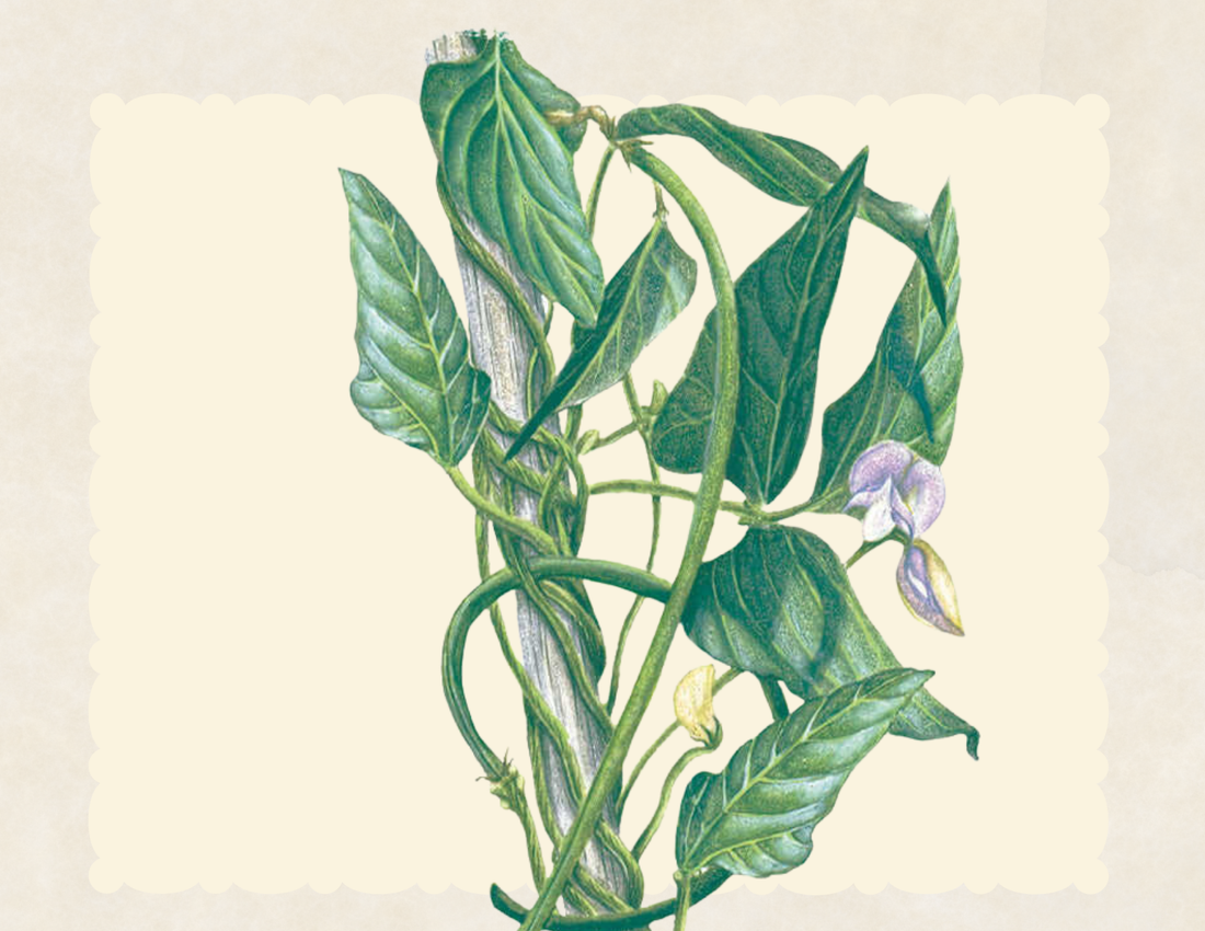 Chinese long bean (orient wonder pole yard long bean)