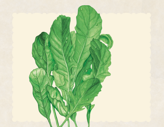 Astro arugula leaves