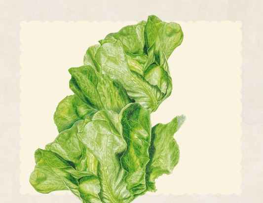 Buttercrunch butterhead lettuce heads