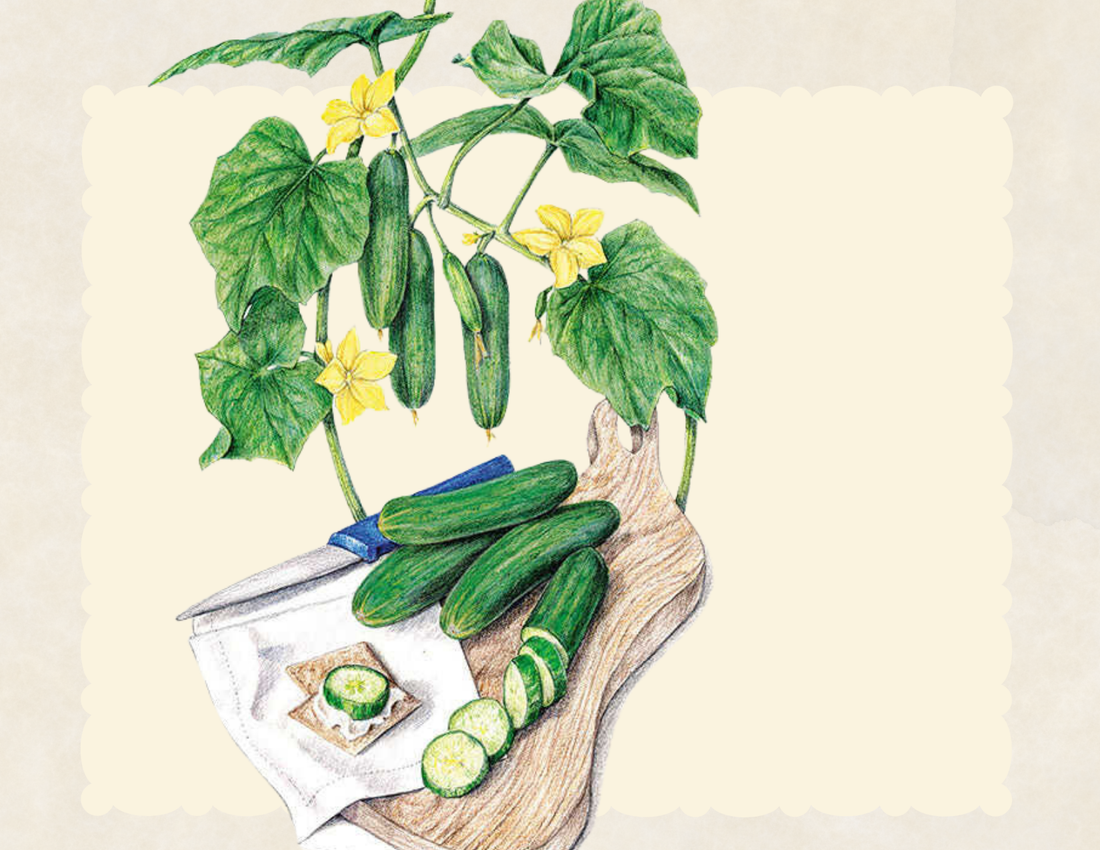 Muncher cucumber on the vine and on cutting board sliced for snacking