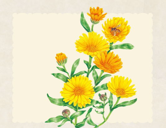 Alpha calendula edible flower