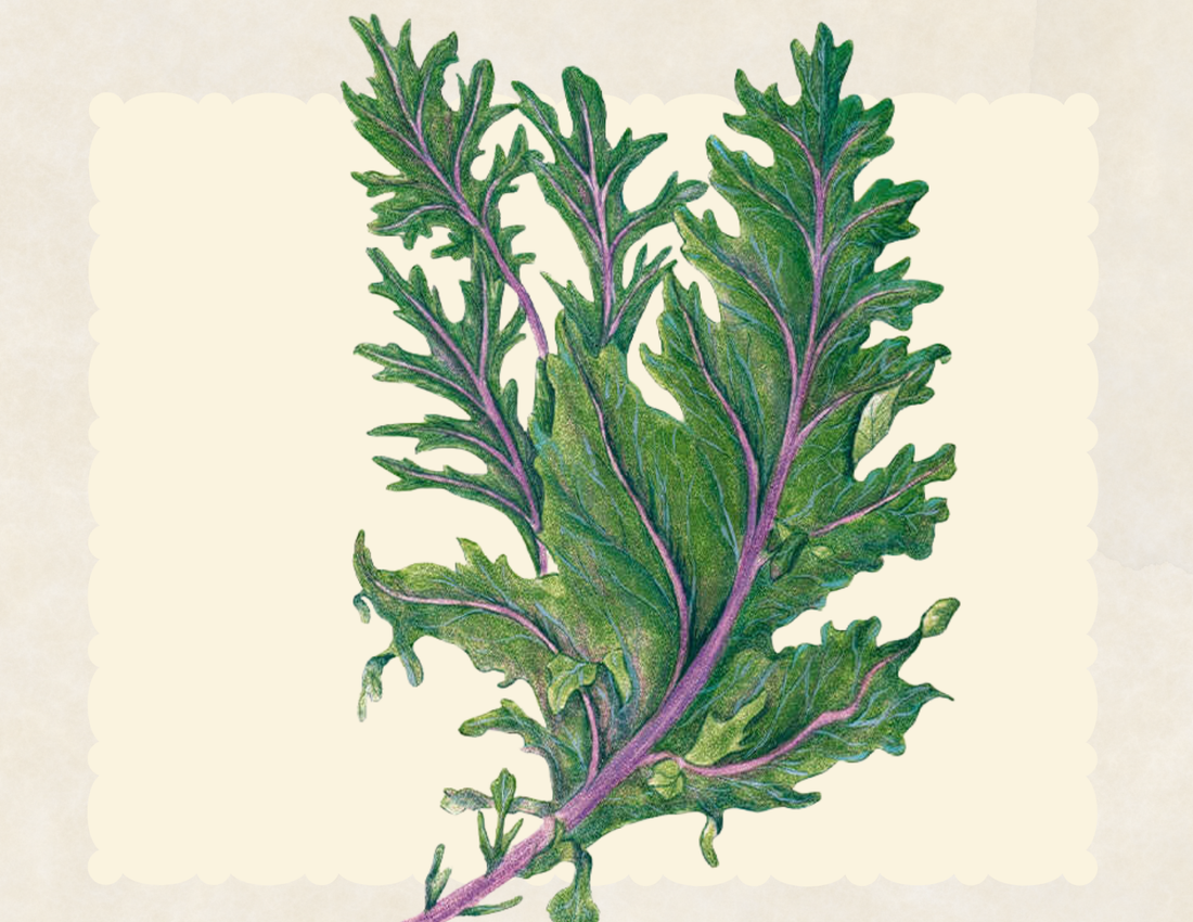 Russian Red Kale leaves