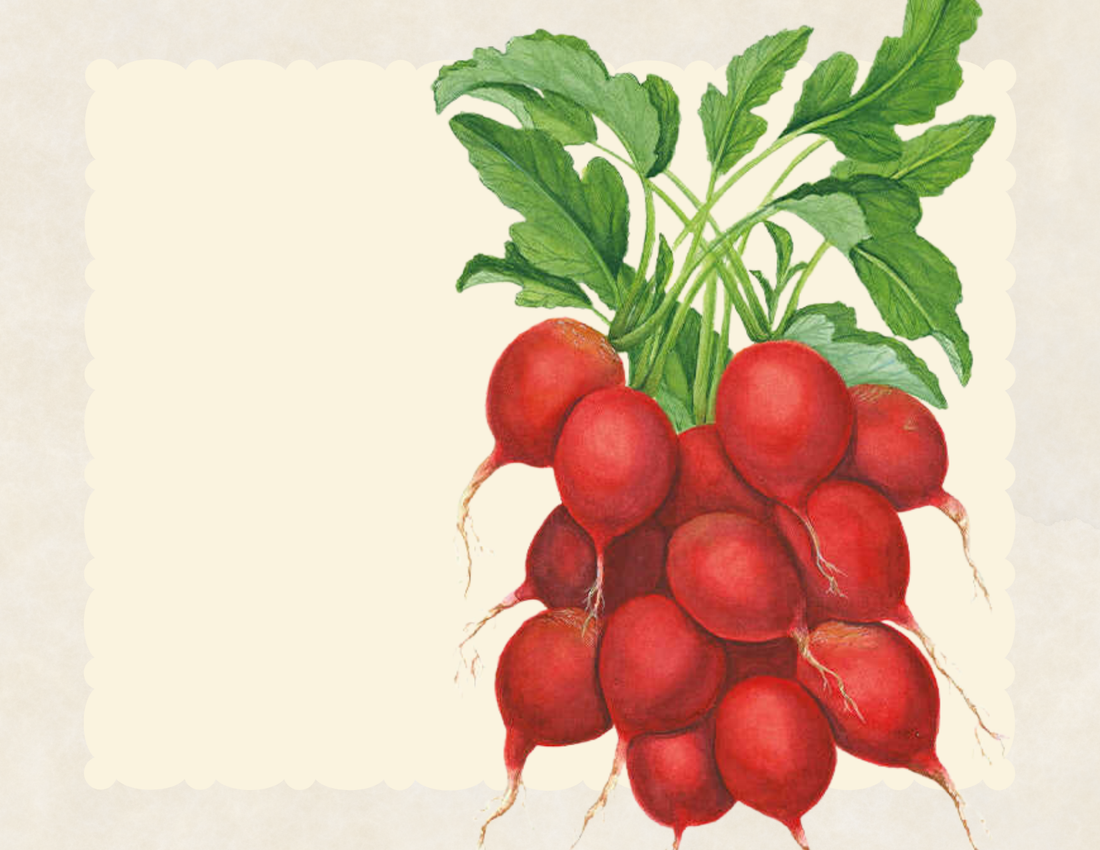 A bunch of cherry belle radishes