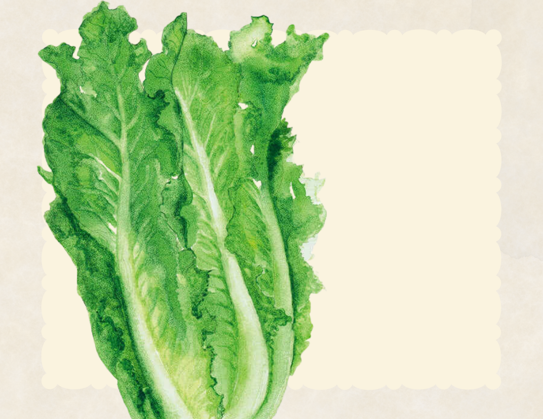 Parris Island Cos Romaine Lettuce