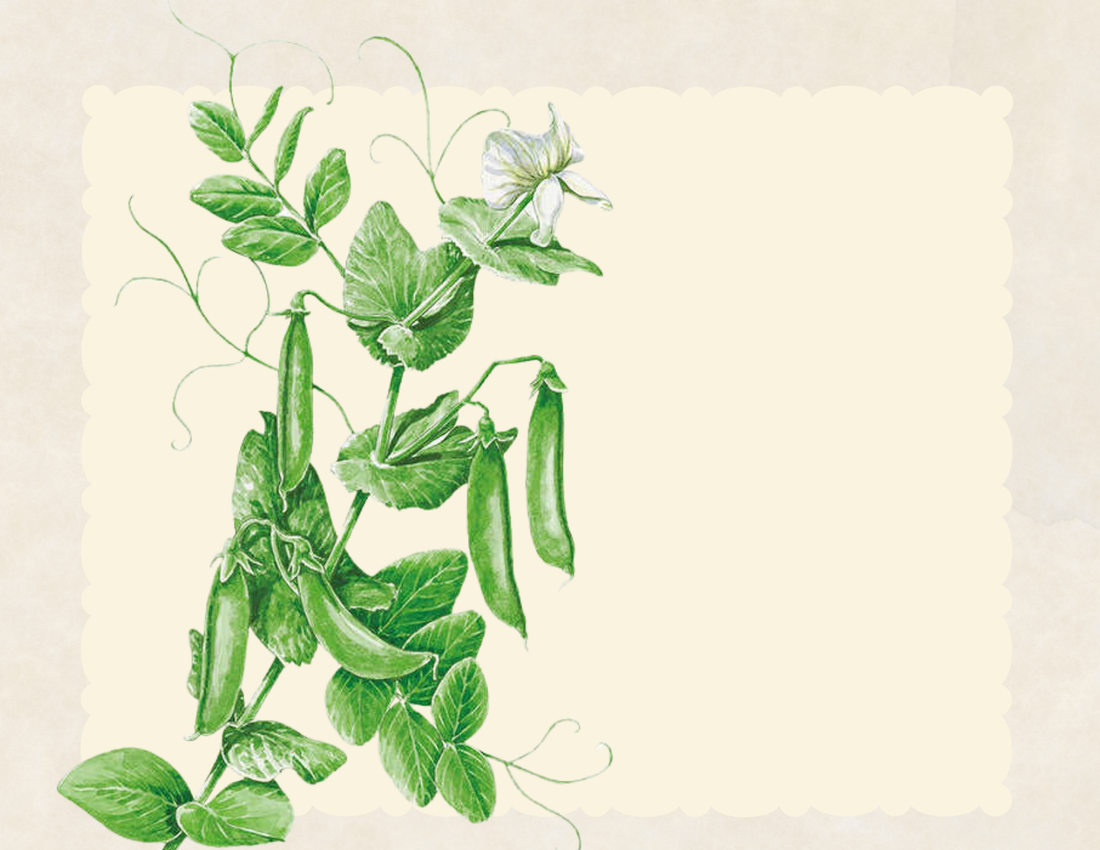 Sugar snap peas and blooms on the vine