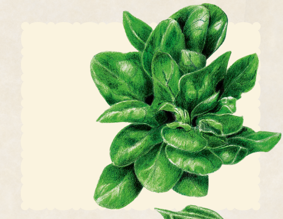 Matador spinach leaves