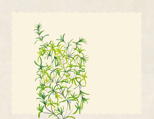 Summer savory herb