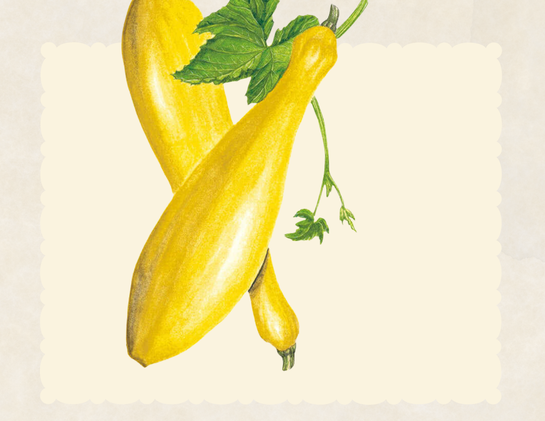 Summer Squash: Early Prolific Straightneck