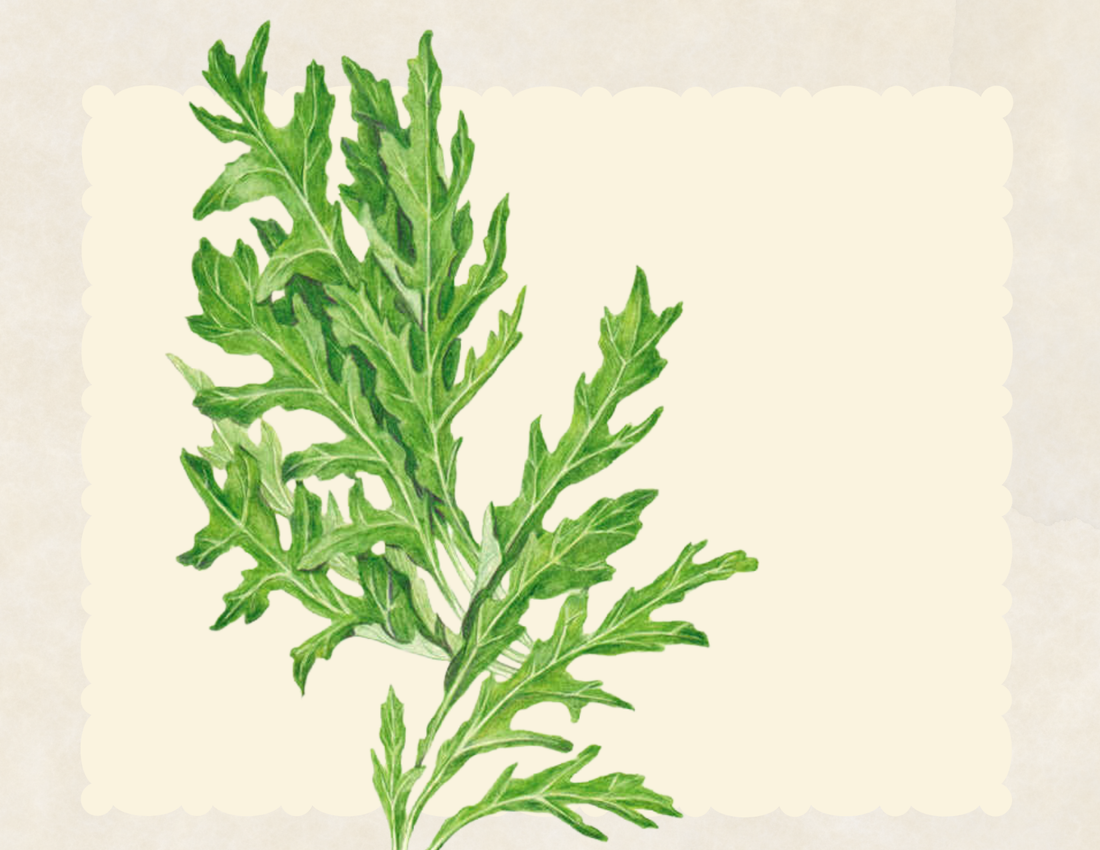 Wild rocket arugula leaves