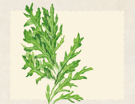 Wild rocket arugula leaves