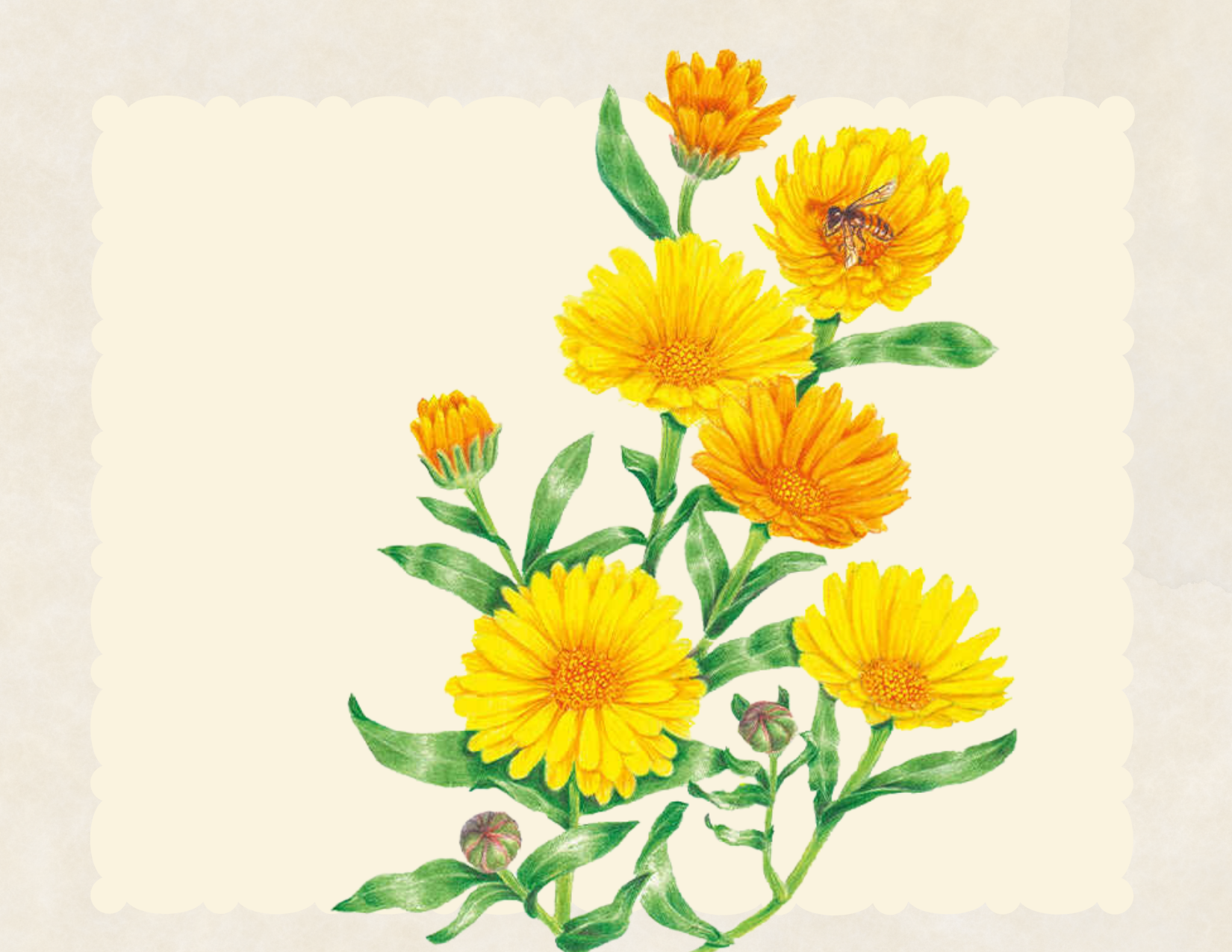 Calendula: Alpha – Palate Patch CSA