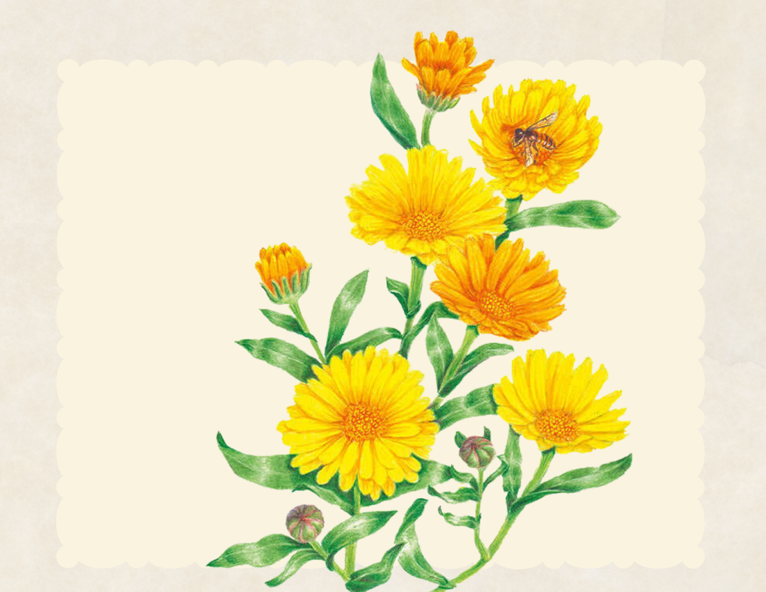 Alpha calendula edible flower