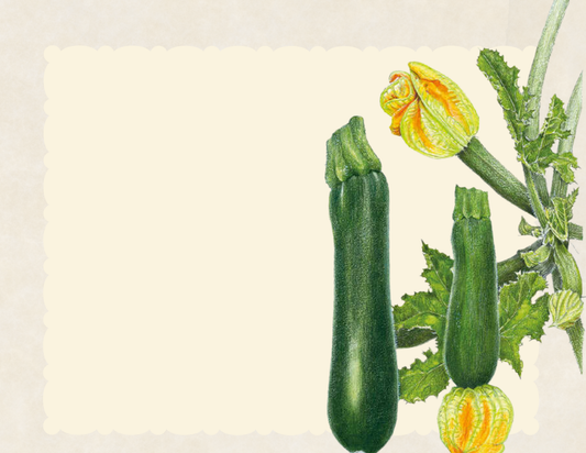 Black beauty zucchini summer squash and blossoms