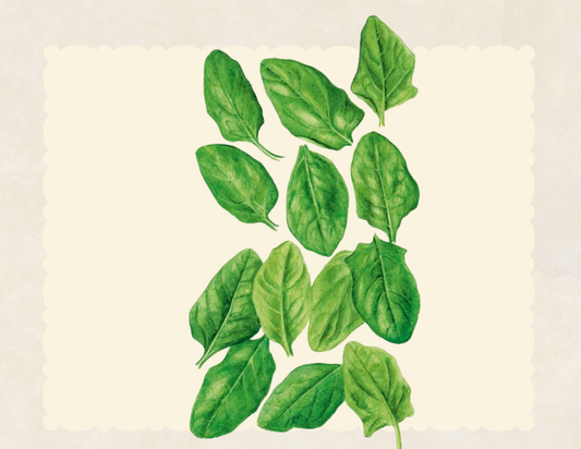 oceanside spinach leaves