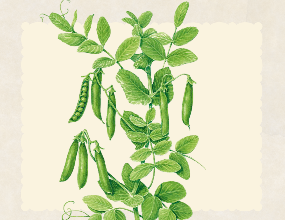 Iona Shelling Petite peas and pods on the vine