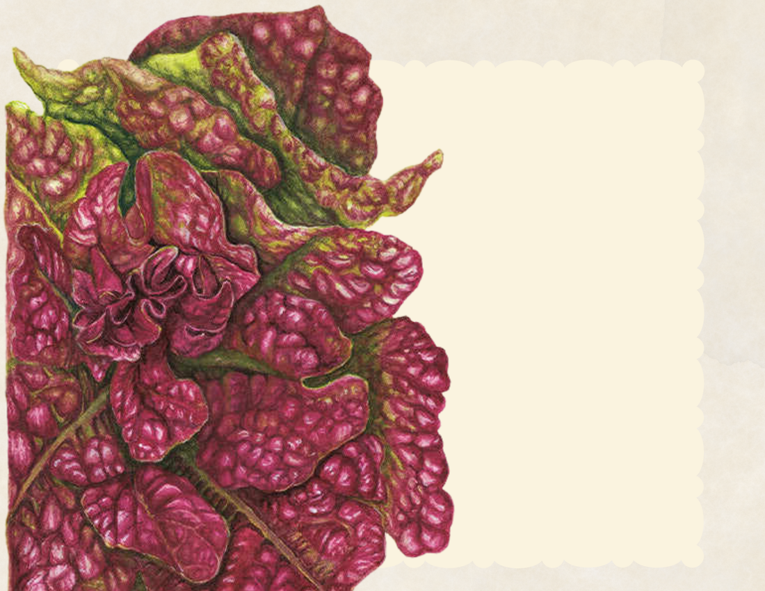 Marvel of Four Seasons Lettuce