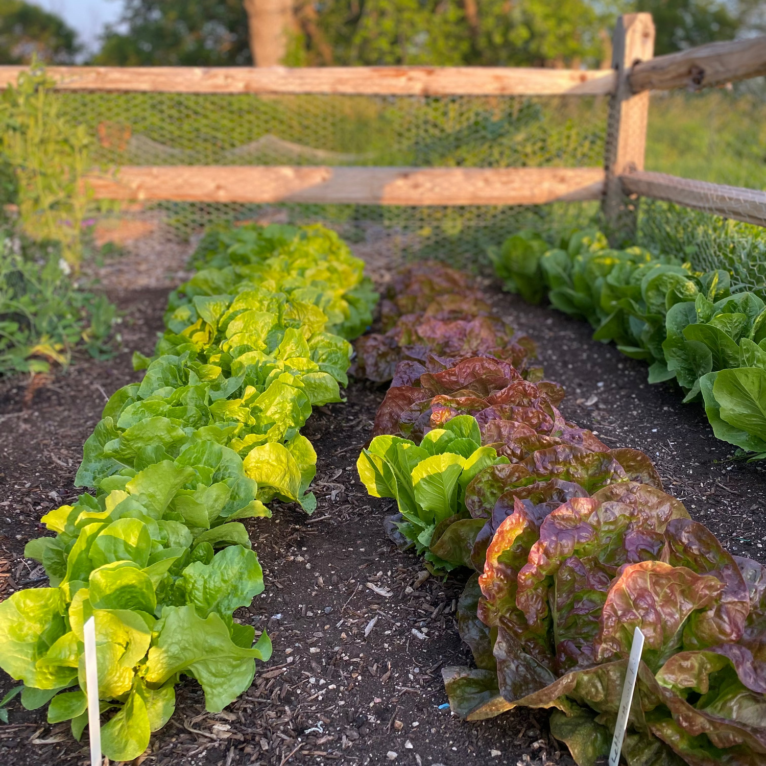 Fresh garden-grown heirloom lettuce in rows